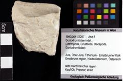 Foto (Objket + Etiketten) von Goniodromitidae indet. 